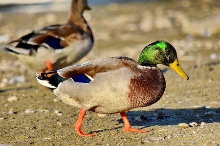 Beautiful colorful ducks photo