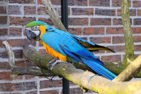 Colorful plumage yellow macaw