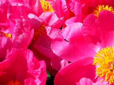 Stamen pink flower photo