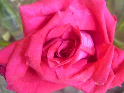 Bloom blossom bouquet