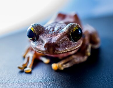 Anuran frog amphibians