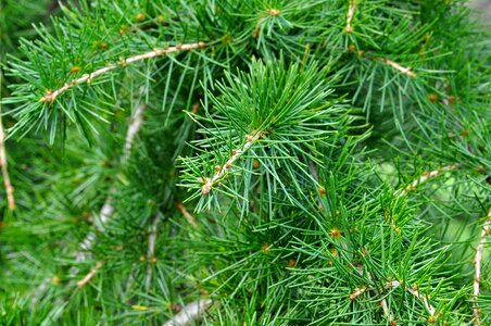Needle conifer tree photo
