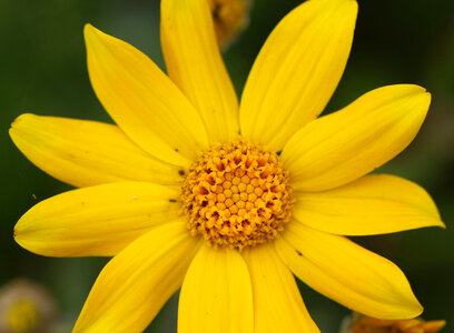 Eriophyllum lanatum 