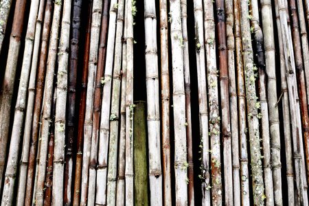 Bamboo fence texture photo