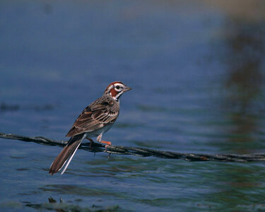 Lark sparrow photo