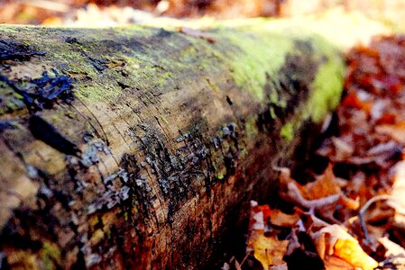 Nature wood forest