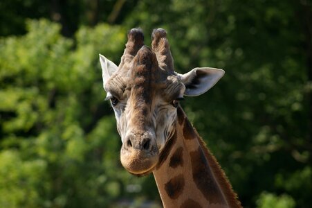 Zoo africa neck