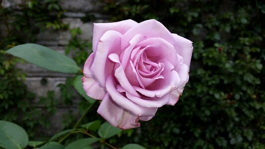 Nature violet beauty