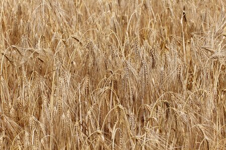 Poaceae cereals crop