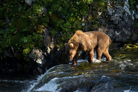 Kodiak brown bear on the falls-2