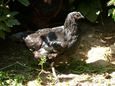 Agriculture poultry black