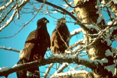 Bald Eagle bird eagle photo