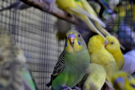 Birds Colorful In Cage photo