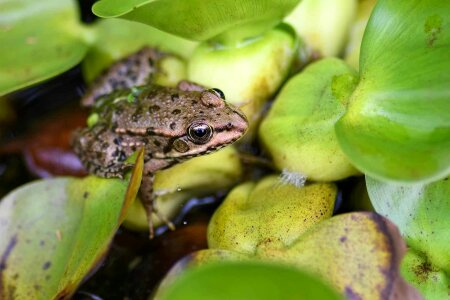 Amphibian animal fauna