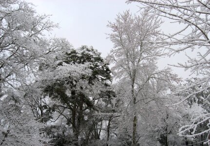 Ice texas season photo