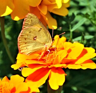 Species eurema brigitta spots