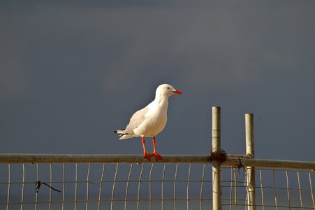 White red feet fence photo