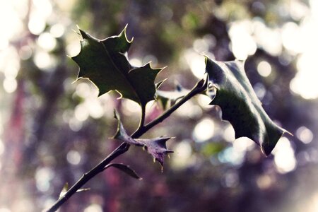 Spring nature green photo