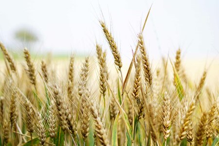 Agricultural agriculture barley photo