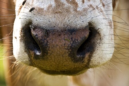 Cow zebu nose photo