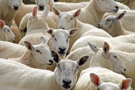 Wool farm white
