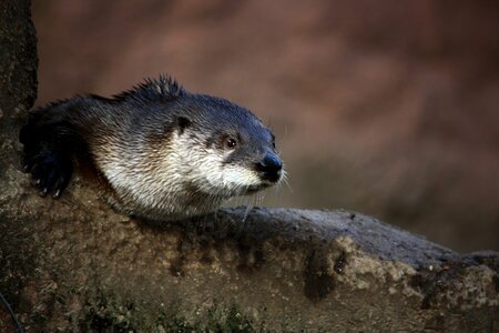 Animal wildlife wild