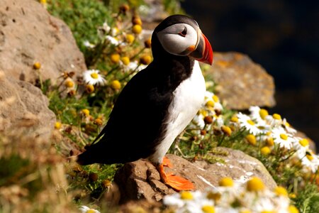 Aquatic Bird beautiful photo birds