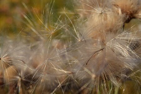 Flora grass herb