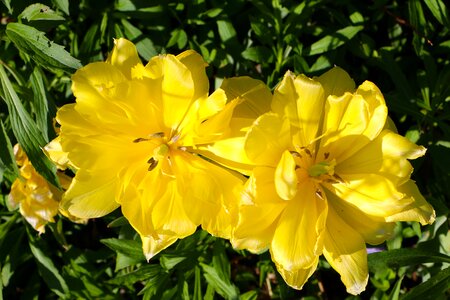 Plant flowers yellow