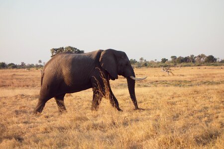 Animal elephant landscape photo