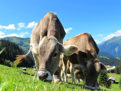 Animals beautiful photo cattle