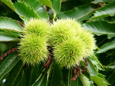 Tree fruit edible