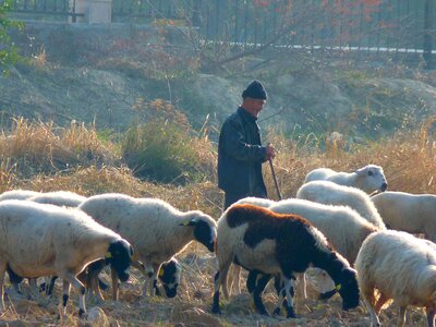 Schäfer flock turkey