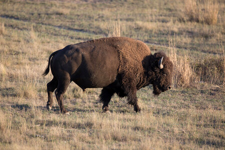 Bison bull close-up