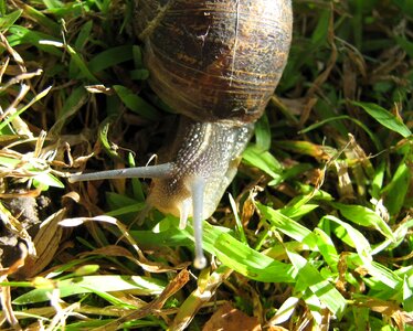 Nature crawl shell photo