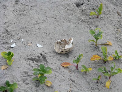 American crab egg photo