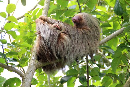 Sloth costa rica rainforest photo