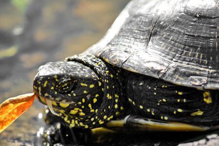 Amphibia reptile tortoise photo