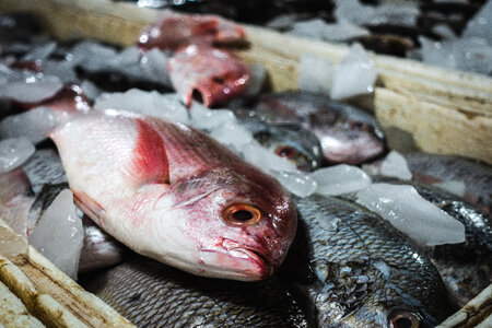 Balinese Red Snapper fish photo