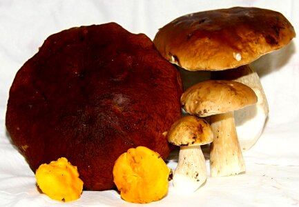 Mushrooms fungus toadstool photo