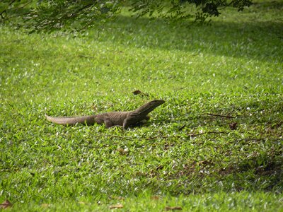 Nature lizard wildlife photo