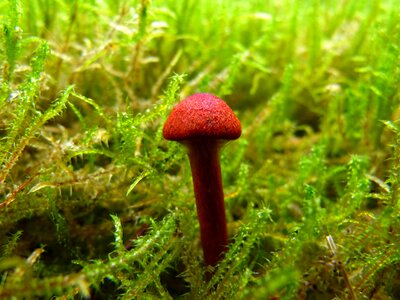 Small autumn forest