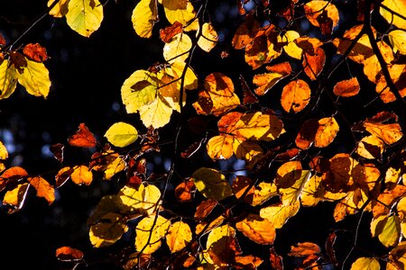 Fall foliage golden autumn leaves