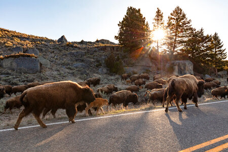 A group of bison walks along the road photo