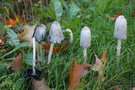 Autumn nature forest