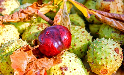 Autumn autumn season bark