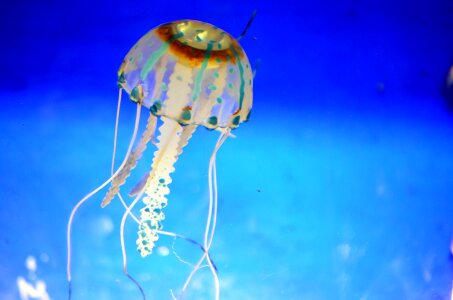 Ocean creature transparent photo