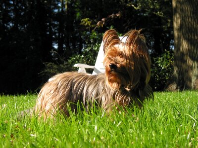 Terrier dog meadow photo