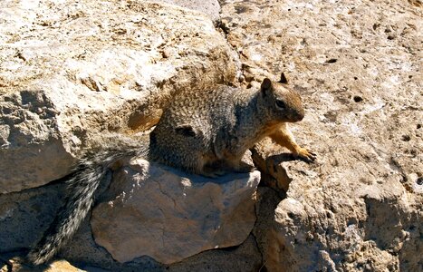 Pretty animal nature