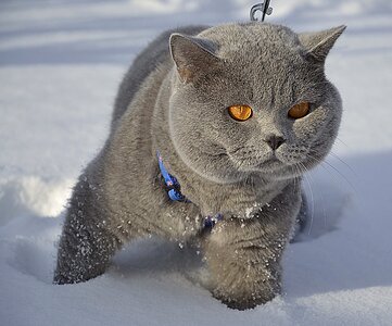 Cat british snow photo